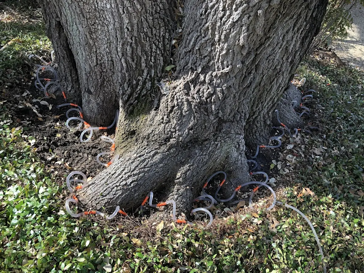 Detailed Tree Cabling and Bracing job site in Vergennes